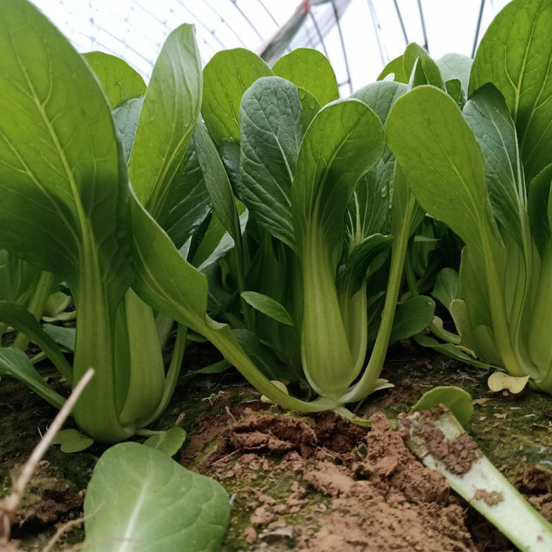 新鲜小油菜当季新鲜小油菜 上海青小白菜4斤现采现发蔬菜 奶白菜净重