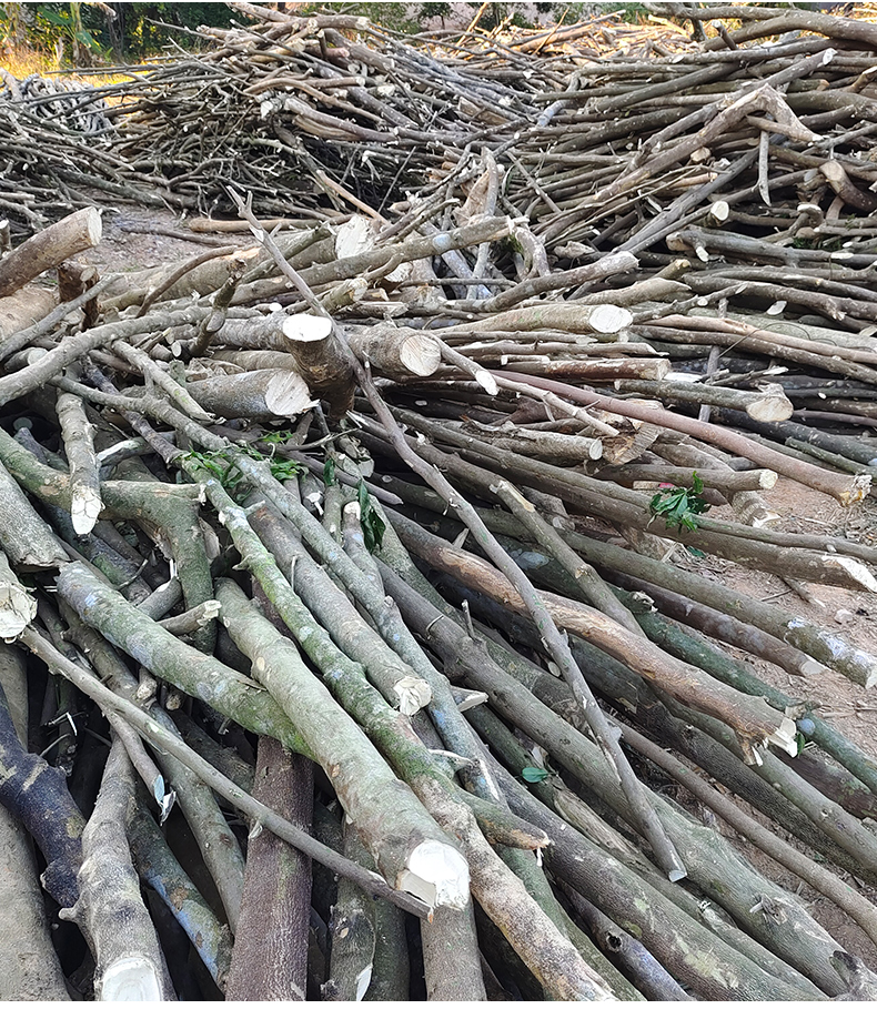 三叉苦树苗三桠苦正宗三丫苦药材种子苗落叶鸡骨树带土广西发货 三叉