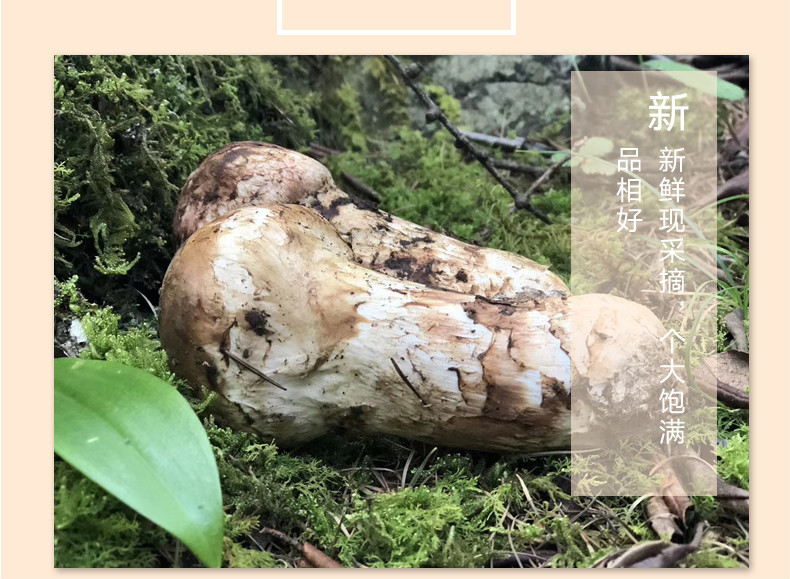 (順豐空運)小金松茸 四川阿壩松茸 新鮮松茸 非雲南西藏 精選500g