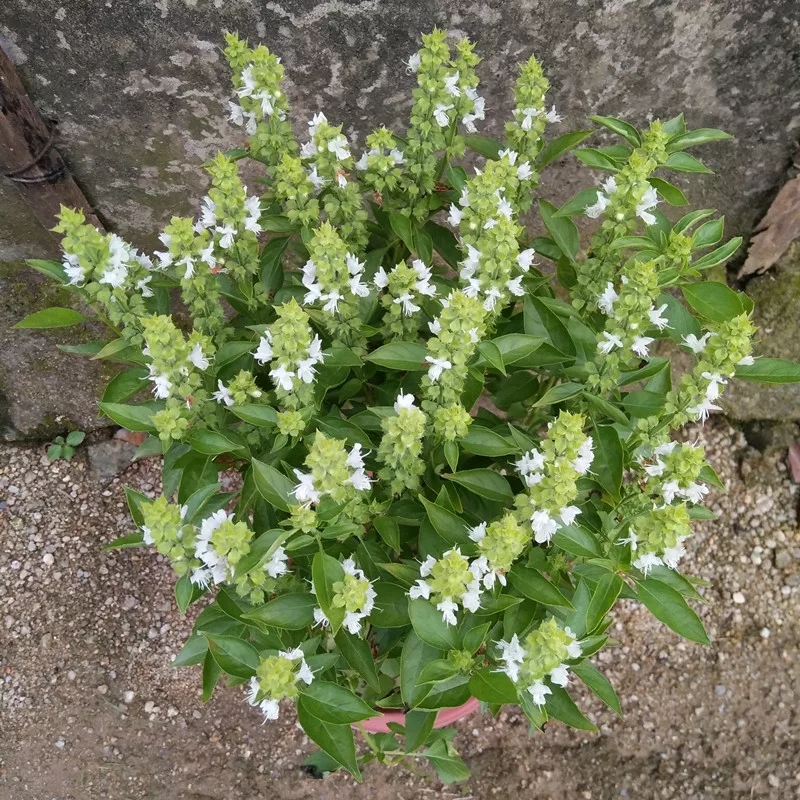 多瑙梦金不换食用植物九层塔盆栽金不换苗鱼香草盆栽食用香草西餐料理