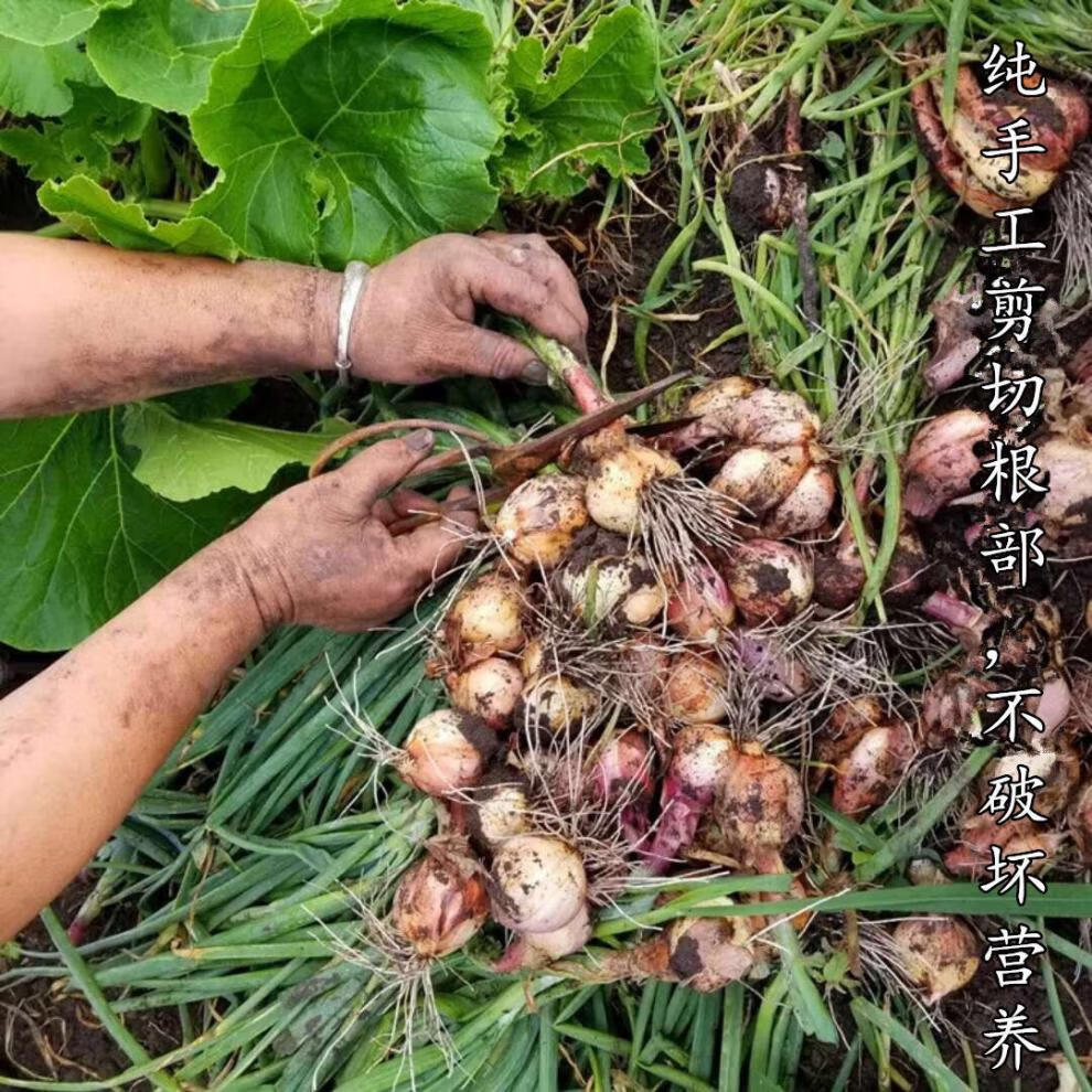 正宗东北特产黑龙江省东北毛葱小毛葱香葱头红葱头火葱农家笨毛葱5斤