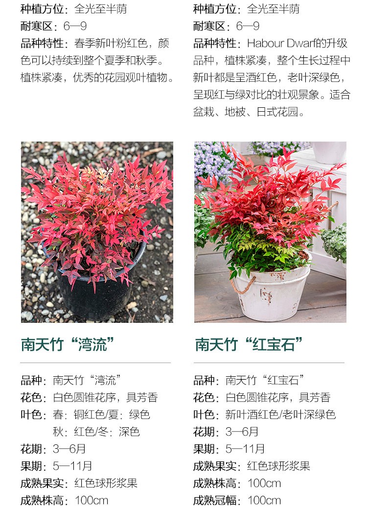 虹越 进口南天竹小2加仑盆栽调色植物常绿观叶灌木花叶彩叶品种红宝石等庭院植物暮光之城 图片价格品牌报价 京东