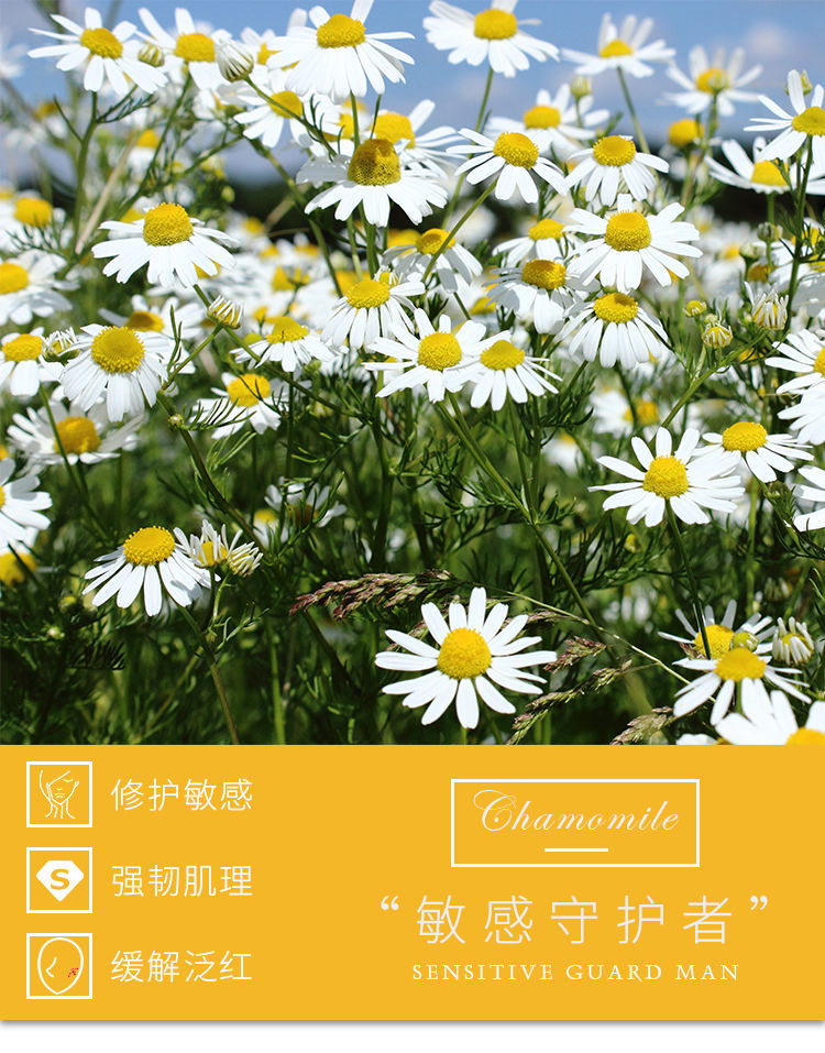 洋甘菊纯露爽肤水抗过敏舒缓修复敏感肌祛去i红血丝护肤品补水保湿