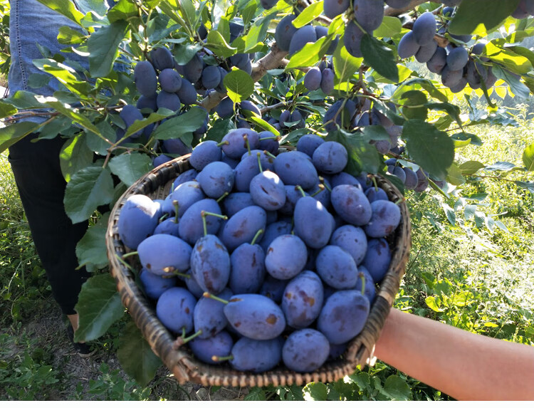 淡雪天使 汶川西梅5斤本地新鲜甜黑布林李子孕妇新鲜水果生鲜 5斤特大