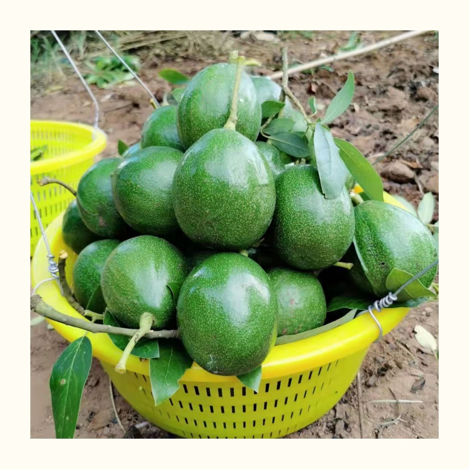 媚调王姐庄园海南热带水果海南白沙特产牛油果产地直发 2500g 精品果4