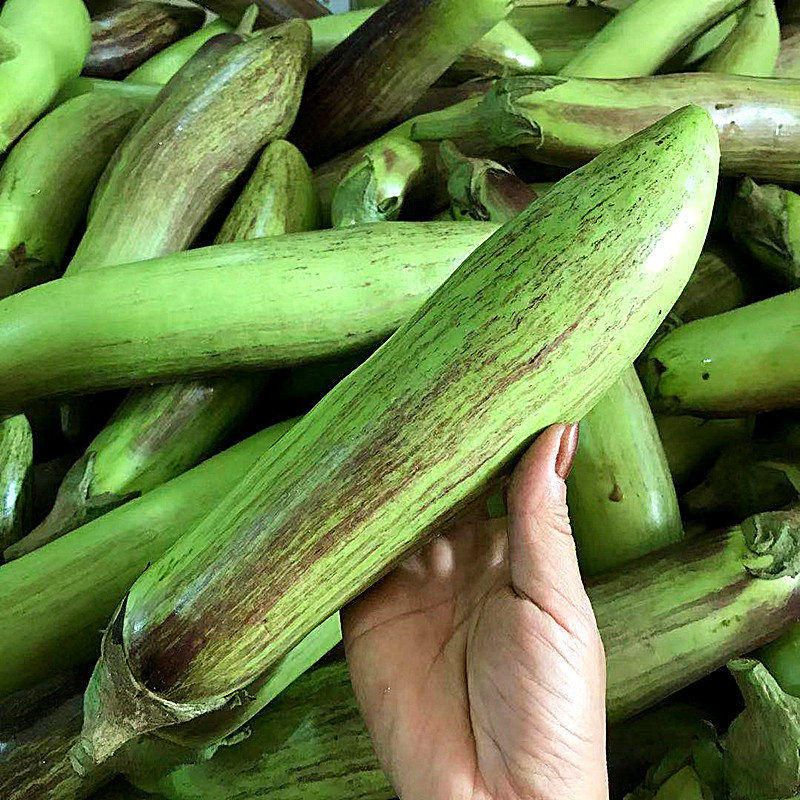 云南冰川茄子新鲜蔬名菜脆皮糯花茄特色餐厅酒店食材2500g