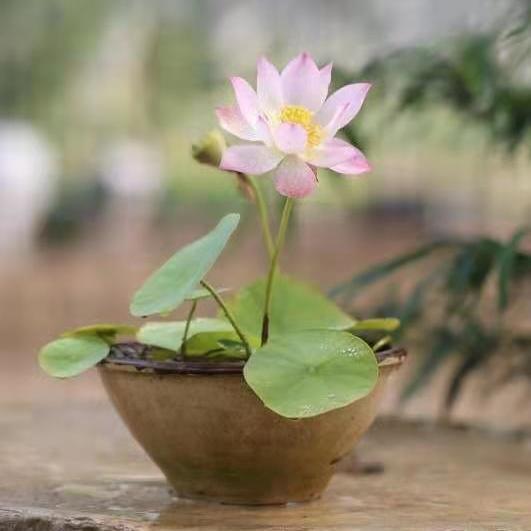 轻奢夏季微型碗莲盆栽荷花小型碗莲种藕水培观赏迷你花卉绿植物室内外
