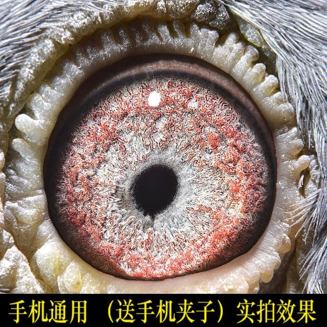 鸽眼拍摄神器6500倍高清鸽子用品手机通用鸽眼拍照设备鸽眼放大镜光学