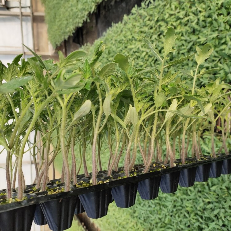 黄色圣女果种子苗秧小西红柿番茄种籽四季蔬菜孑超甜原装高产 种苗