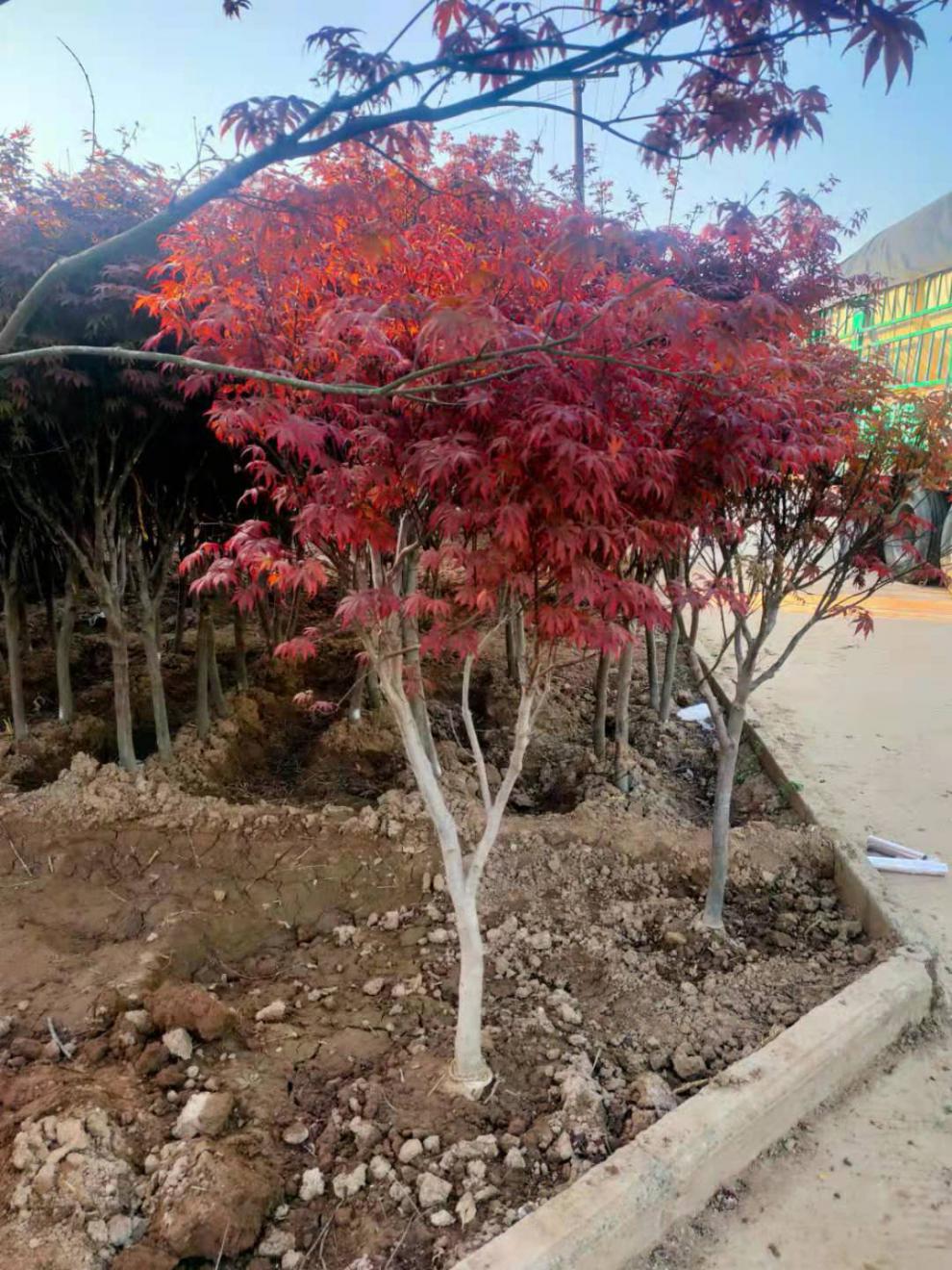 红枫树苗原生三季红中国红枫红枫庭院户外耐寒植物适合南北方 红枫5