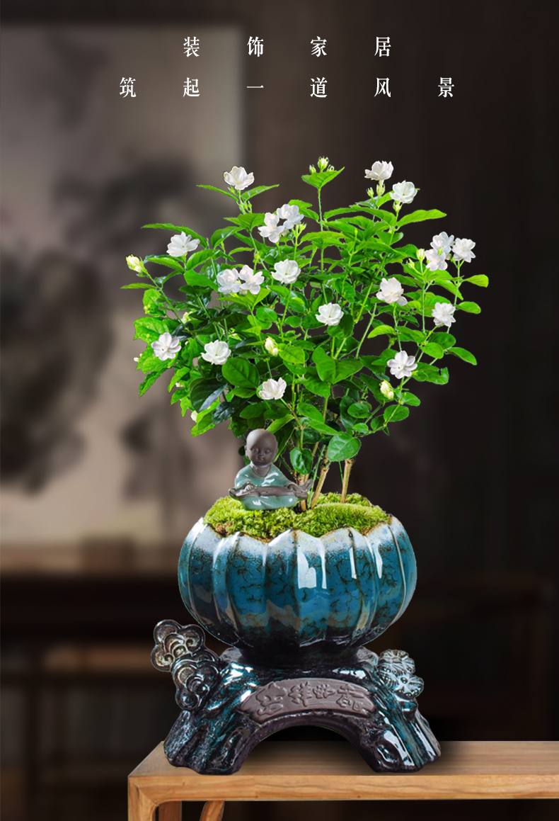 战长沙 茉莉花盆栽室内花开花时间长芳香盆景常青花卉植物 茉莉 翡翠