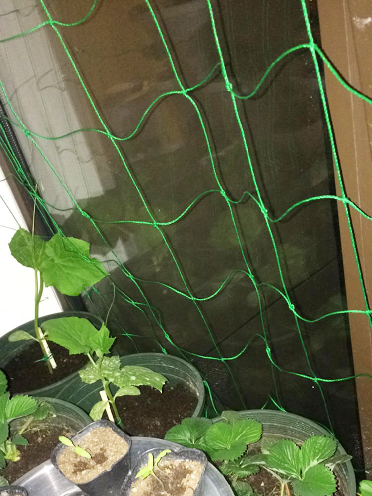 葡萄架子葡萄架网植物爬藤网攀爬家用百香果网葡萄黄瓜攀藤搭架网园艺