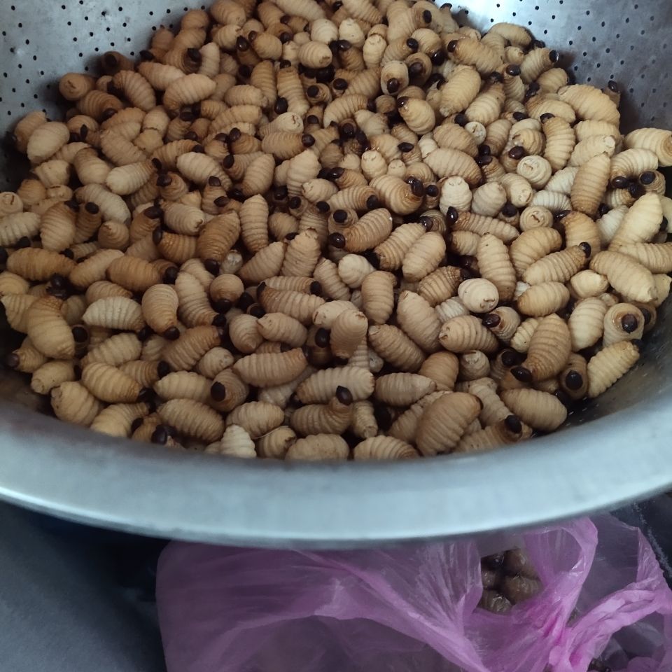 伟博伟博高蛋白养殖竹虫新鲜活虫速冻竹笋虫顺丰偏远地区2000g4斤装