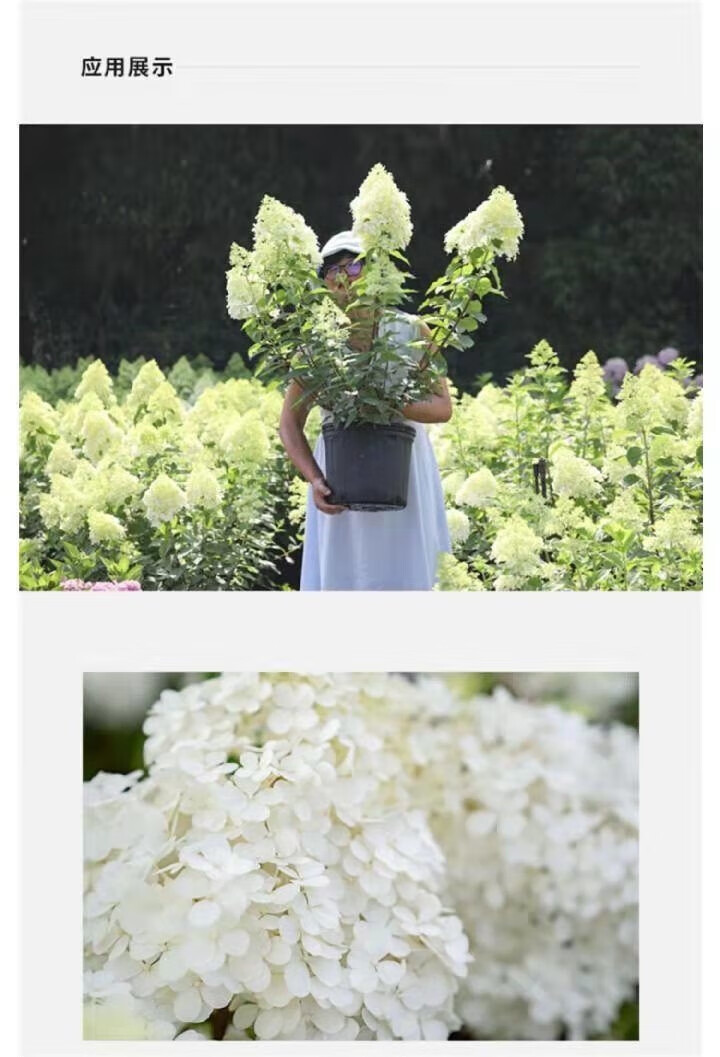 轻奢圆锥绣球乔木香草草莓冰沙石灰灯夏人寒热庭院地载盆栽抖音sn1802