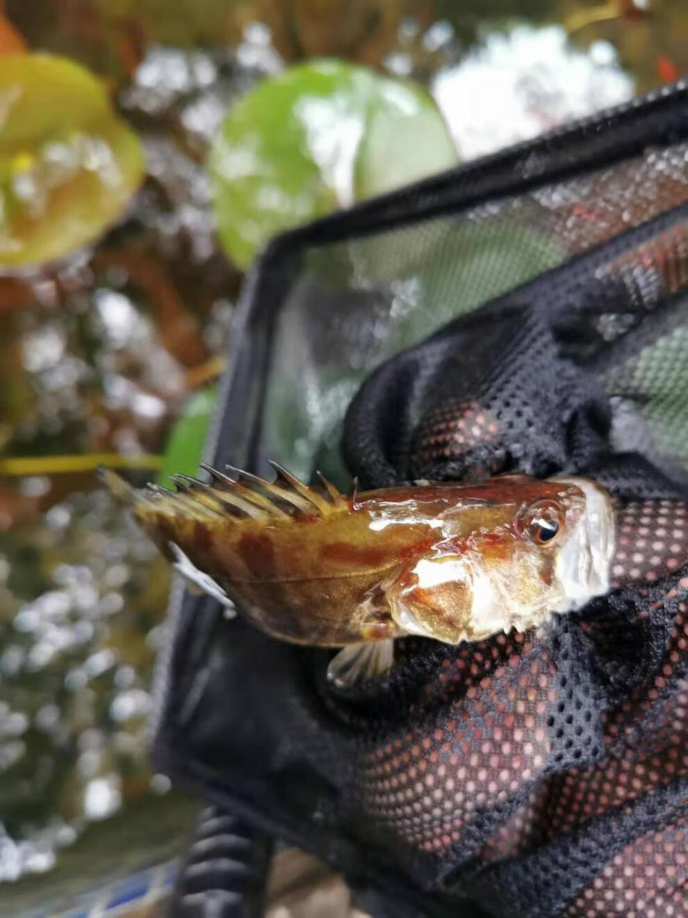 荣郁翘嘴鳜鱼苗桂鱼苗红纹鳜淡水养殖原生观赏鱼冷水鱼肉食凶猛大型鱼