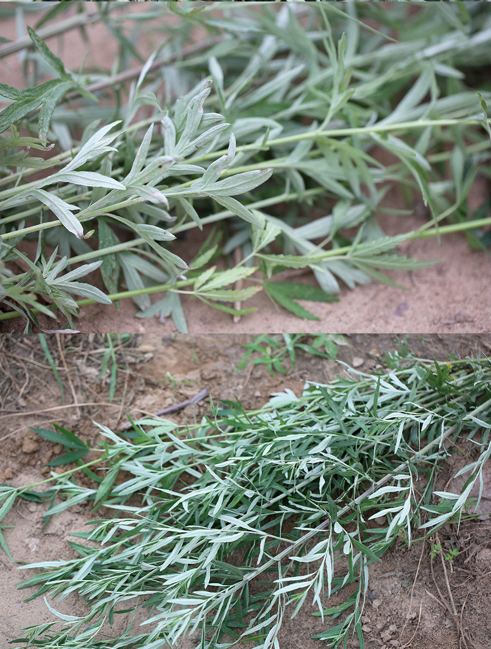 附红绳新鲜艾蒿现拔艾草端午挂门上全株细叶艾密云农村野外自然生长3