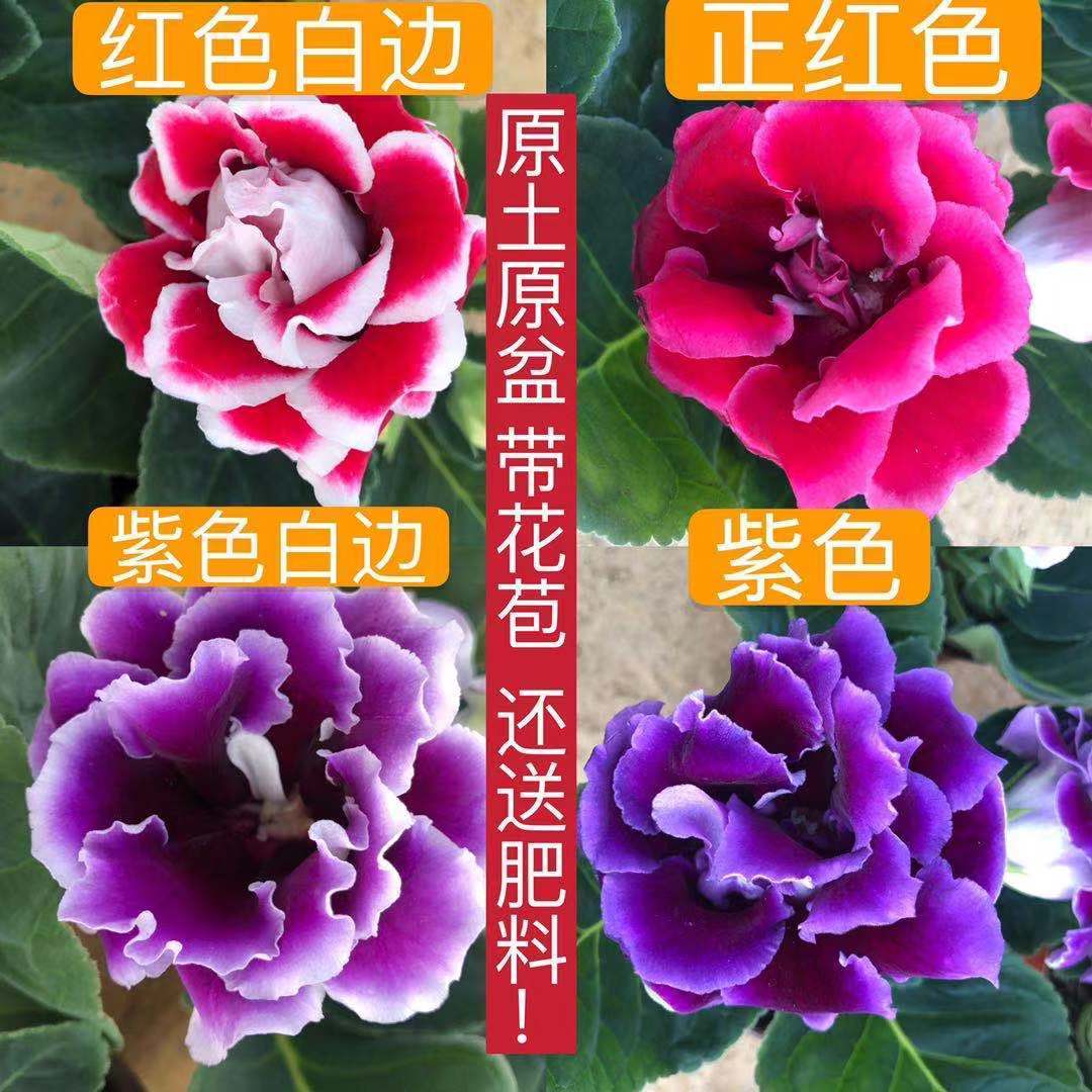 涞思芊*轻奢涞思芊芙蓉花重瓣大岩桐四季开花带花苞基地直发室内观赏