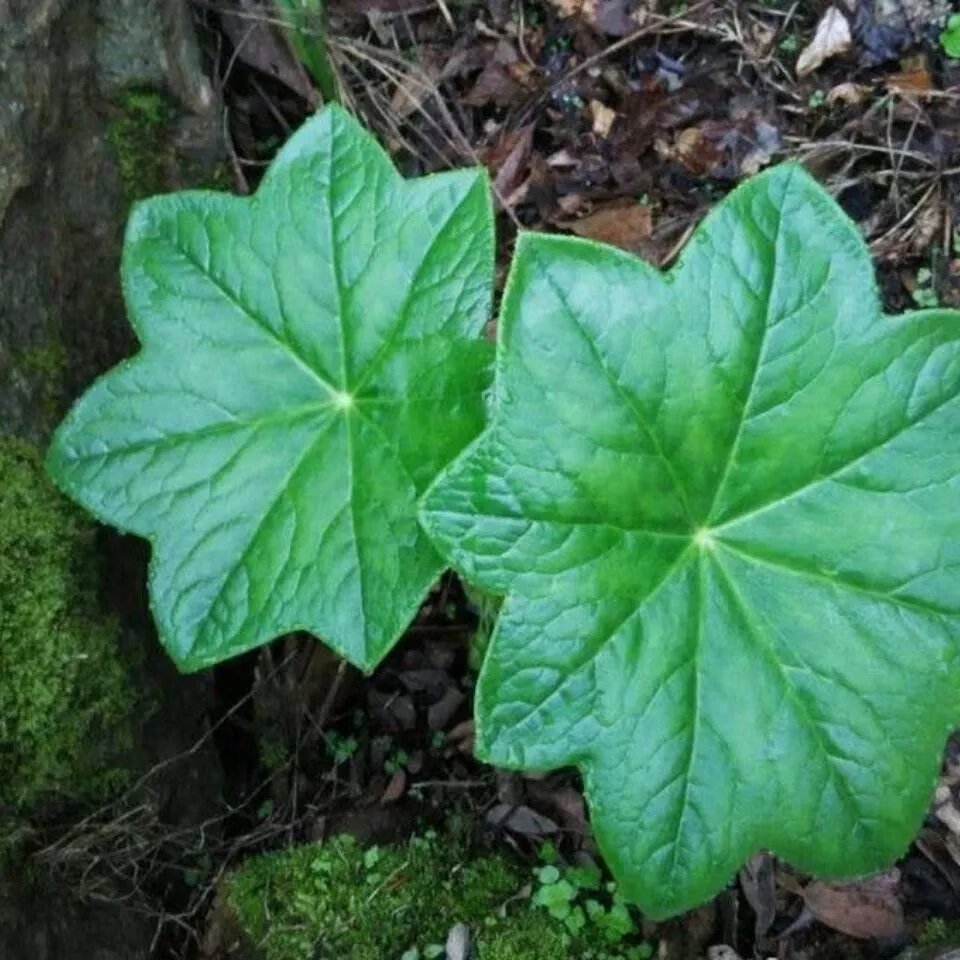 北京同仁堂原料 神农架四大名药之一纯野生风湿中草药正宗江边一碗水