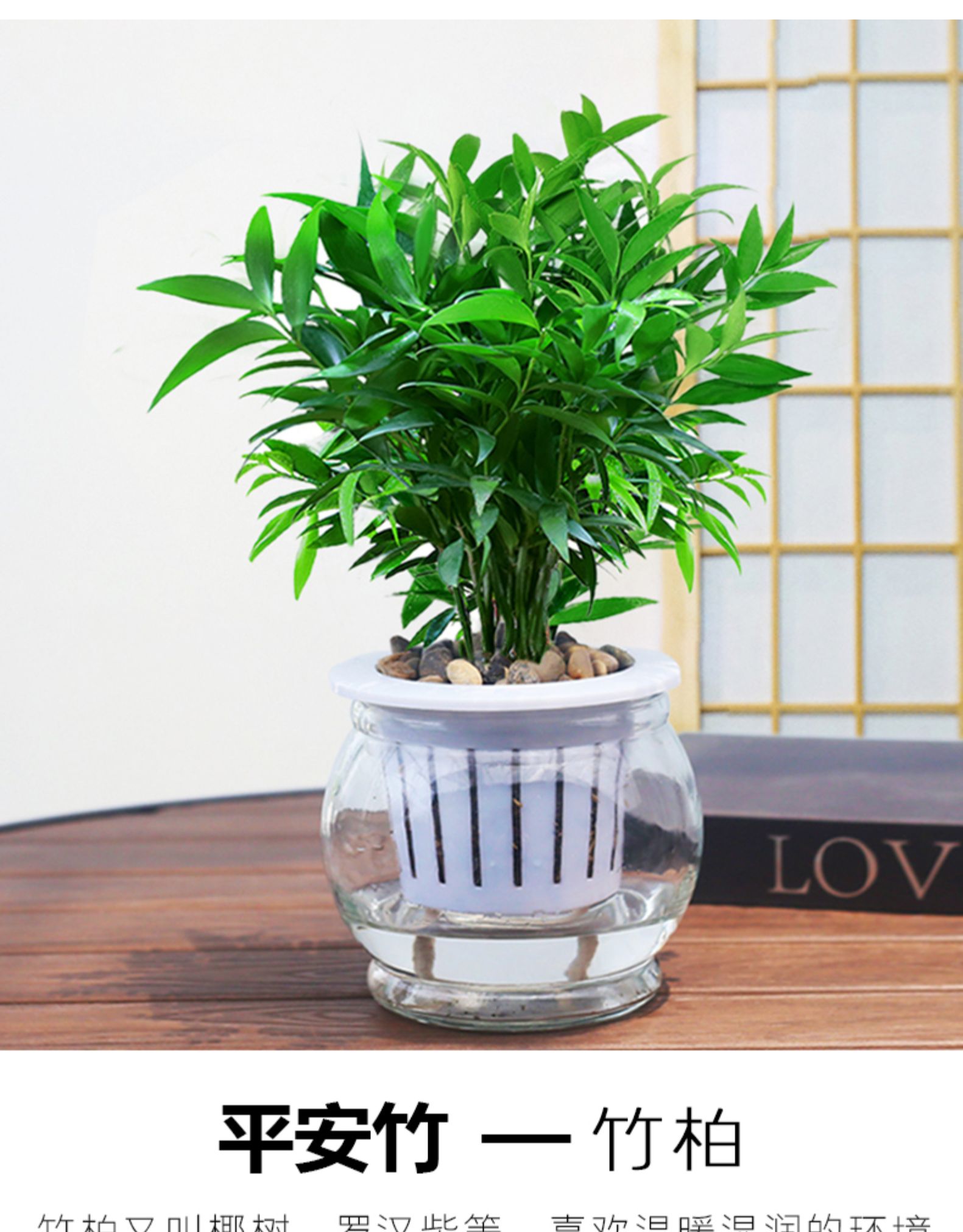 麦桑荷 水培植物新宠驱蚊竹柏盆栽富贵竹驱蚊草花卉植物室内绿植水养