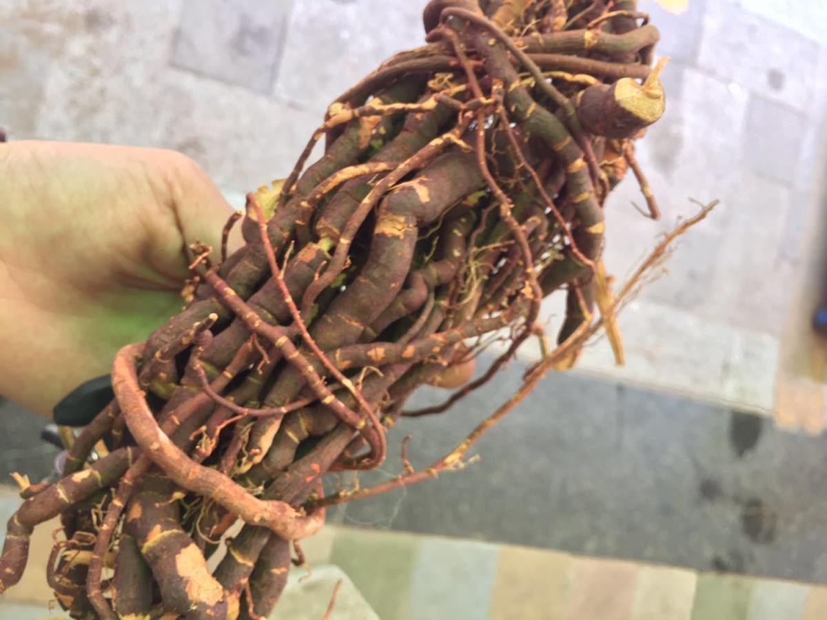 中草药 吹风亭 入地射香 小钻 细风藤 吹风散 500克 商品【图片 价格