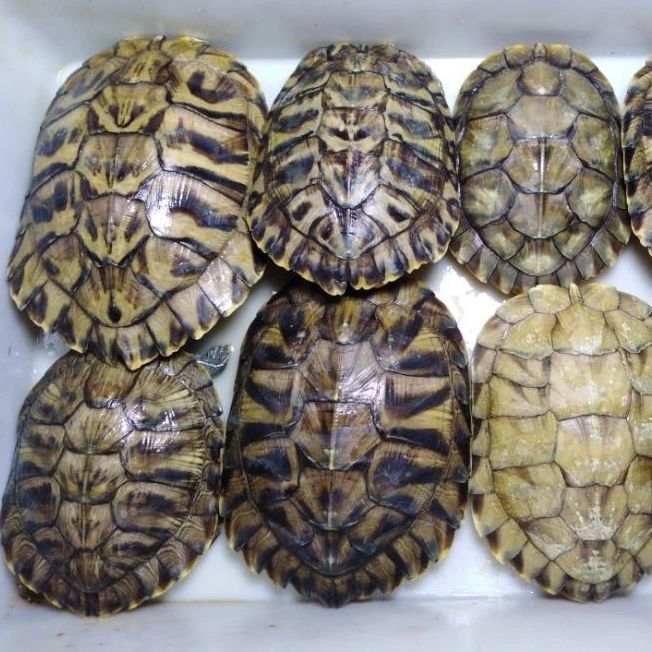 超大乌龟活体巴西龟活物宠物黄金龟招财龟观赏长寿龟下蛋乌龟大龟