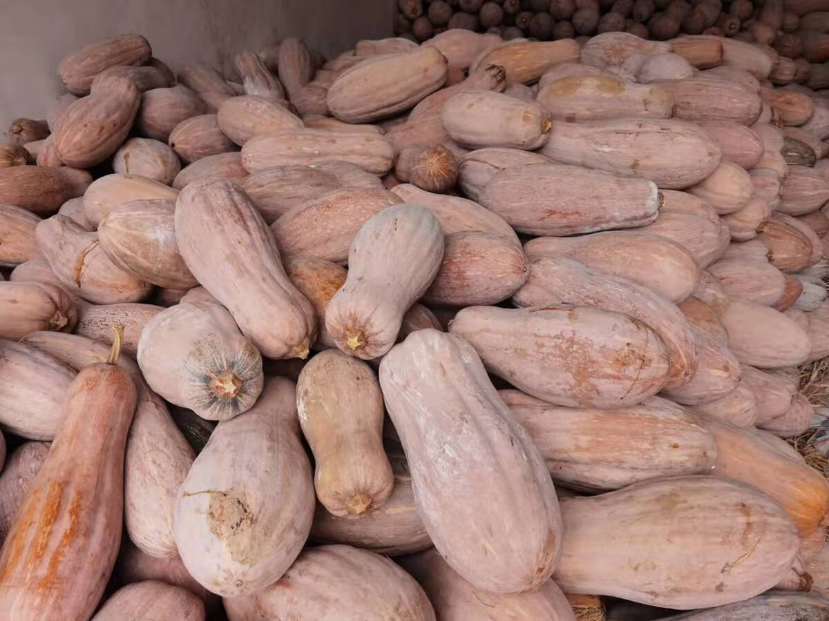 老南瓜当季新鲜农家板栗味超甜粉糯黄南瓜宝宝牛腿长南瓜 精品瓜4-5斤