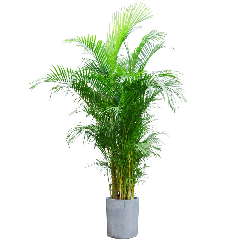 散尾葵大绿植盆栽大叶绿萝散尾葵发财树平安树鸭脚木大型植物室内办公