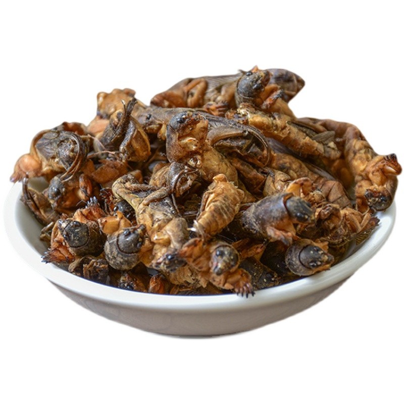 北京同仁堂野生蝼蛄干500g特级中药材 正宗干燥蝼蛄虫 地拉蛄天蝼土狗