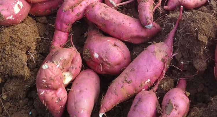 白心地瓜 新鲜现挖紫皮白心白薯粉面板栗红薯山芋农家特产番薯 5斤 中