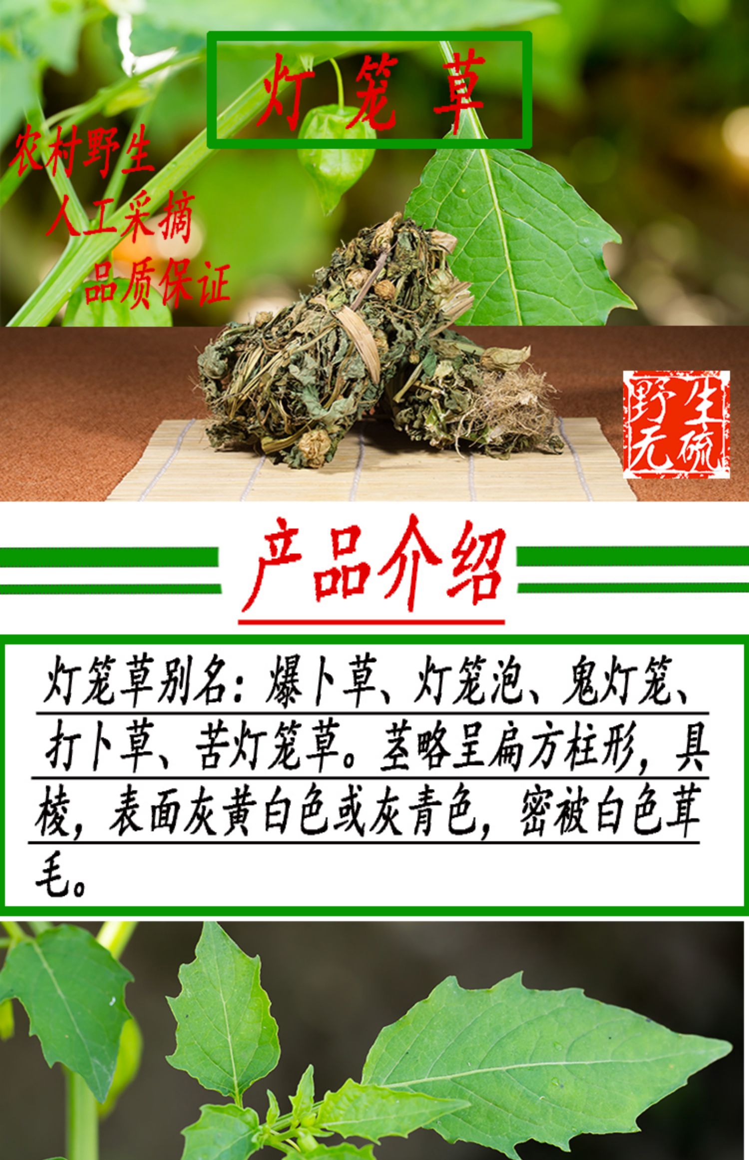 灯笼棵药材功效图片