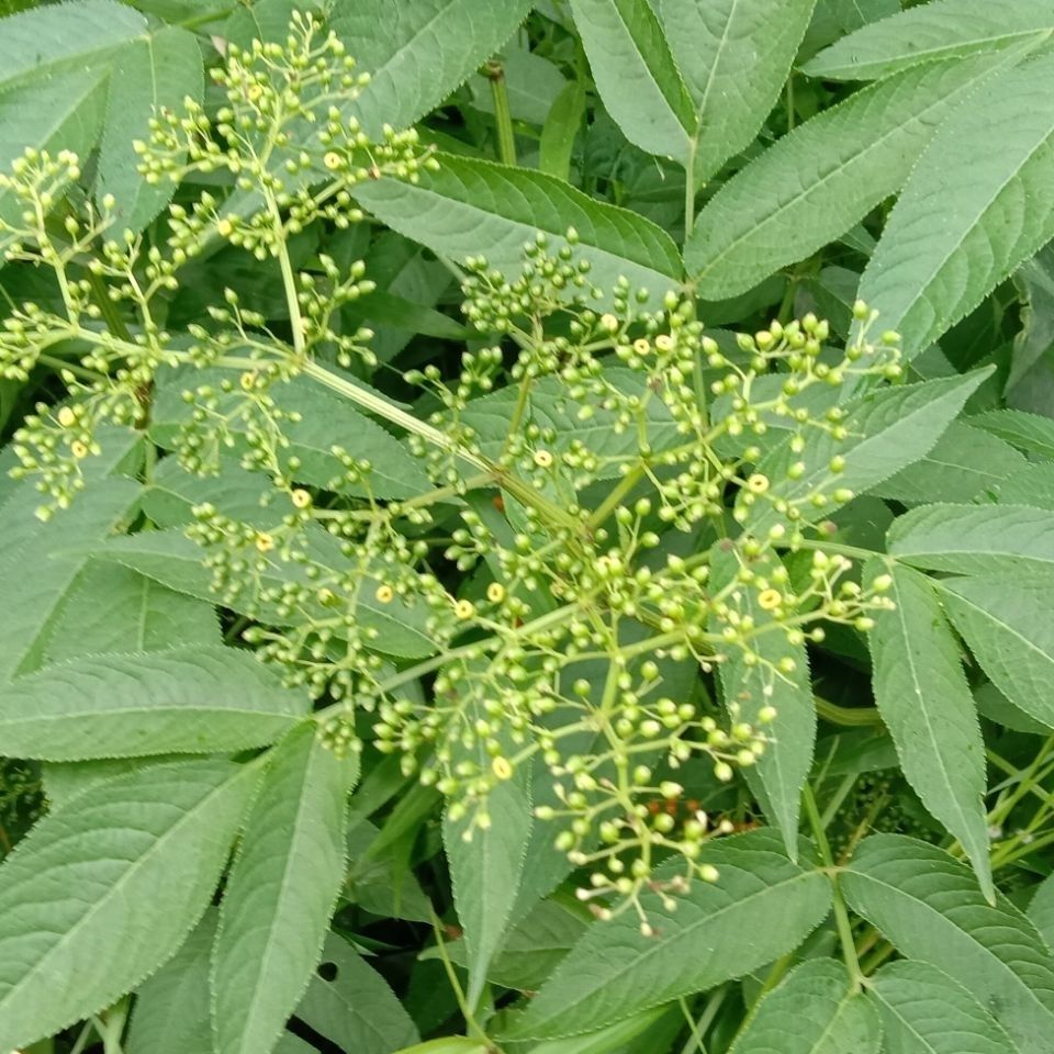 鲜接骨草野生陆英中药八棱麻丹草药干货鲜货选供 500g【图片 价格