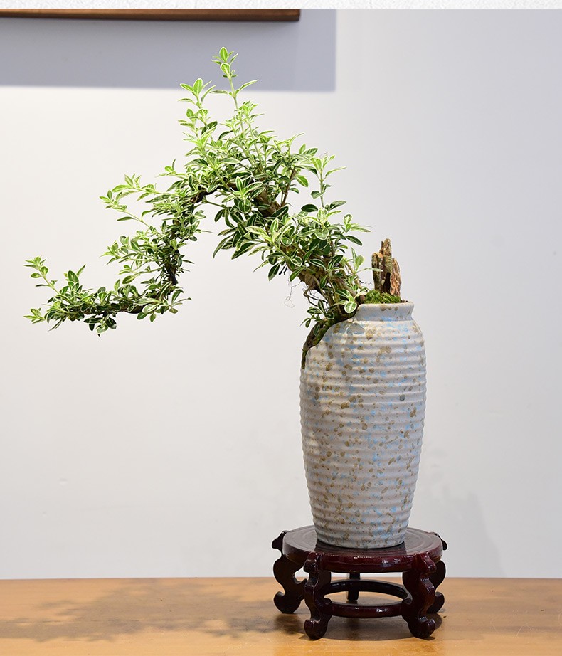 金边六月雪盆景悬崖飘枝造型中式茶室办公室阳台绿植盆栽四季常青