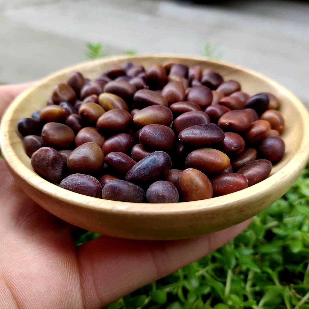 伟博皂角籽 中材皂角子 100 皂角种子 皂荚子 新货 无虫眼 正/品/皂角