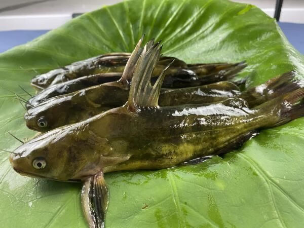 农家淡水新鲜黄骨鱼昂刺鱼嘎鱼黄颡鱼黄辣丁鲜活体现杀淡水鱼水产