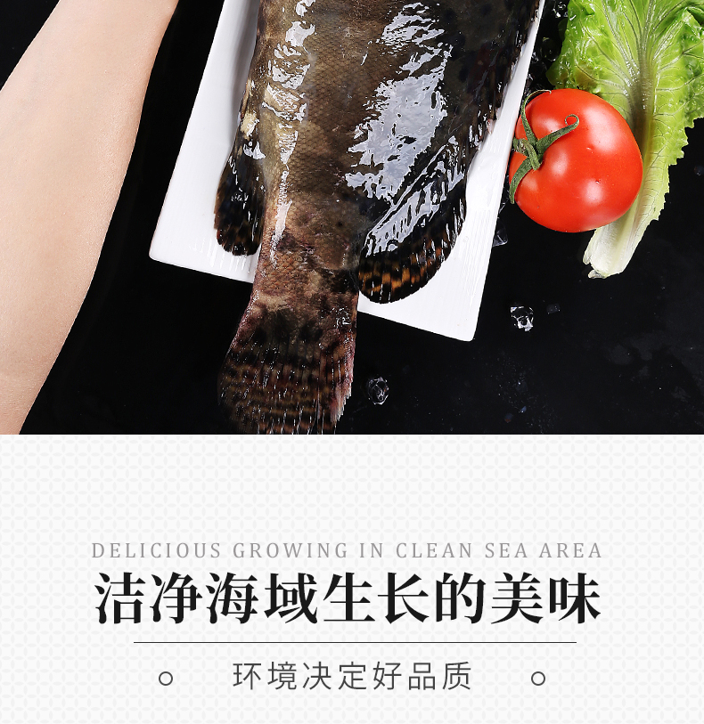 大龙胆石斑鱼海鲜水产鲜活深海海鱼新鲜龙趸鱼大石斑3斤装