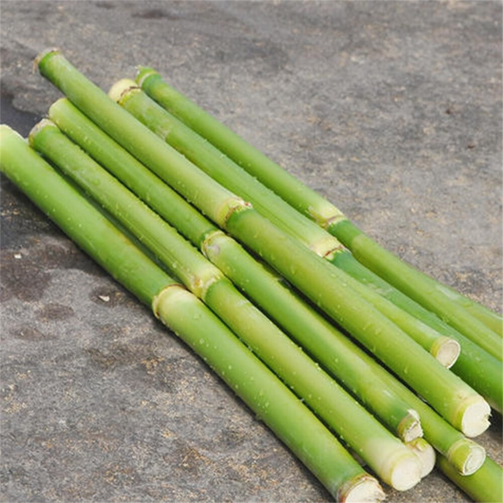 媚调2022年新鲜甜杆5斤绿皮糖高粱杆北方甘蔗东北甜芦粟孕妇水果 红色