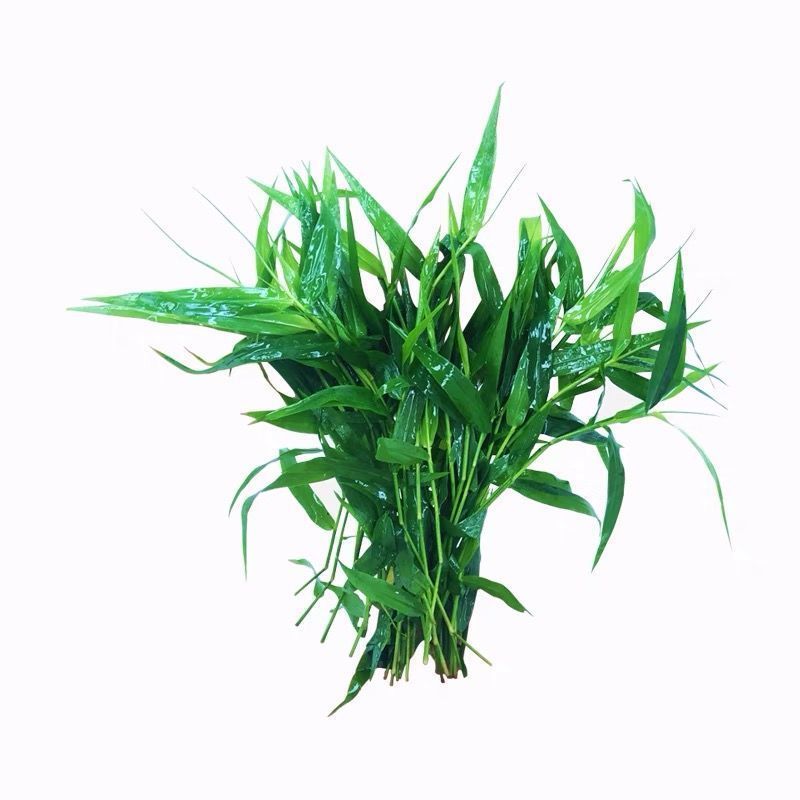 drontal 水族箱鱼缸定植竹节草中后景南美水竹青竹水草缸新手好养定植