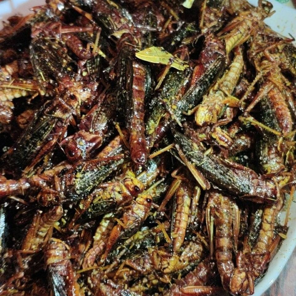 土蚂蚱新鲜蝗虫东亚飞蝗食用昆虫餐桌美食下酒菜公母混装半斤