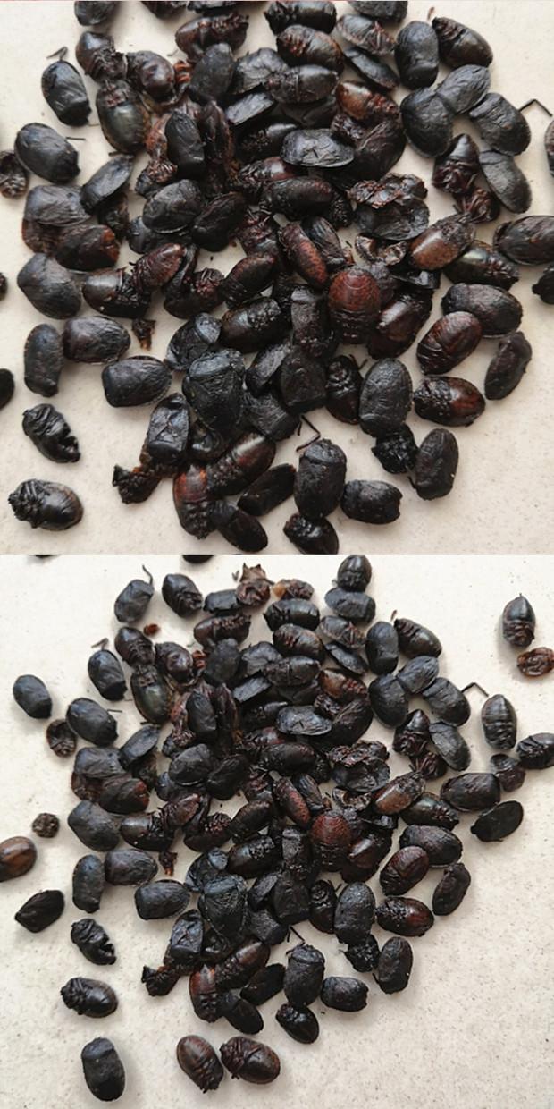 伟博中药材小九香虫 打屁虫臭壳虫放屁虫250/500克 店有炒九香虫 小