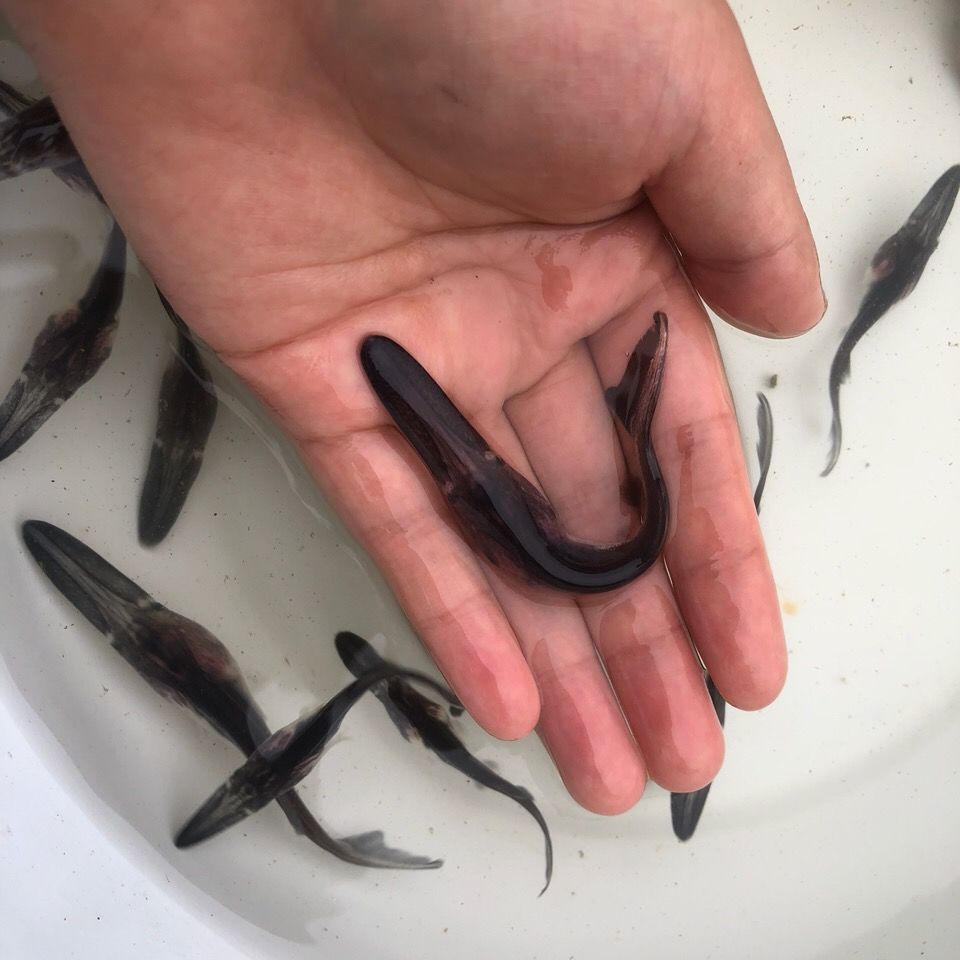 1条9-12cm鸭嘴鱼苗 2022年现货!