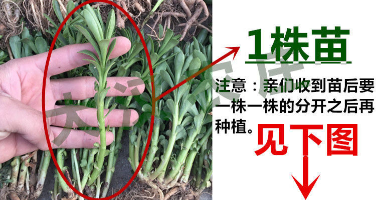 伟博养心菜救心菜救心草高钙菜景天三七费菜新鲜种苗种子茶粉包活