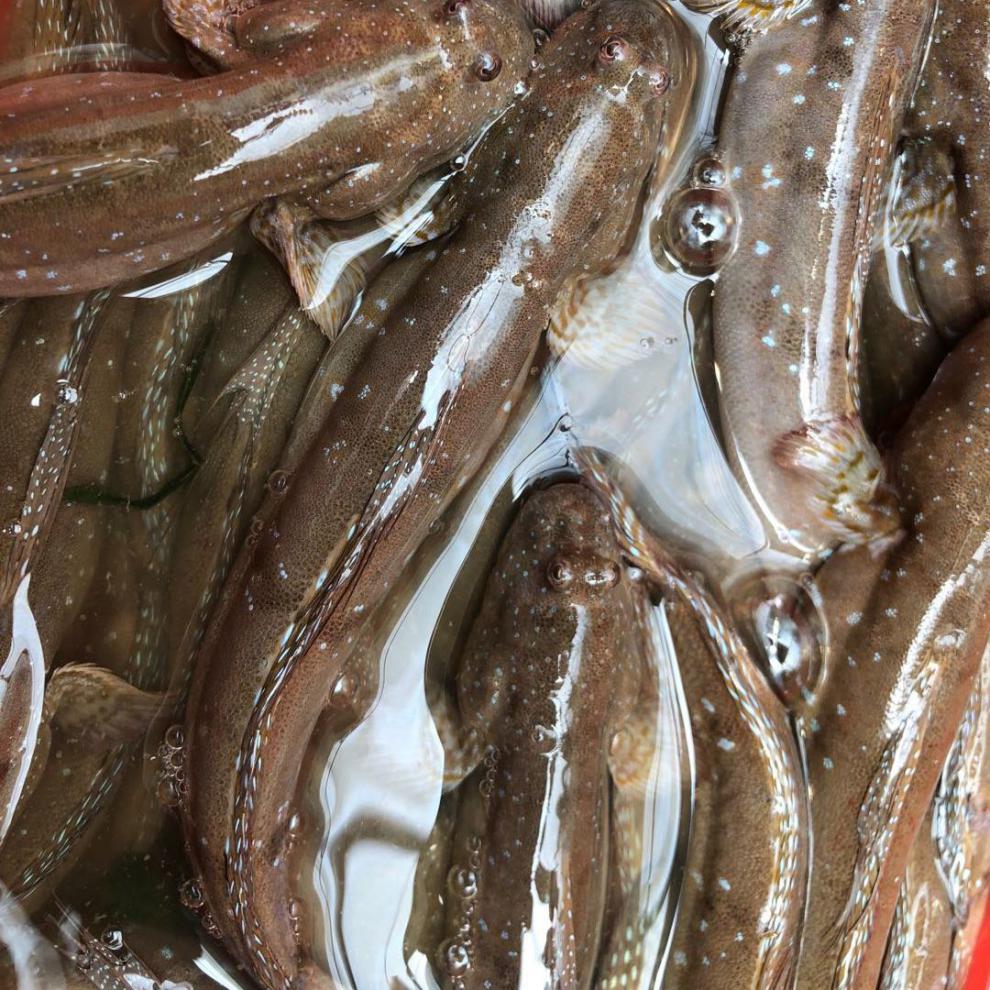 三门跳跳鱼鲜活急冻特色跳跳鱼干冷链直达 跳跳鱼2斤【图片 价格 品牌