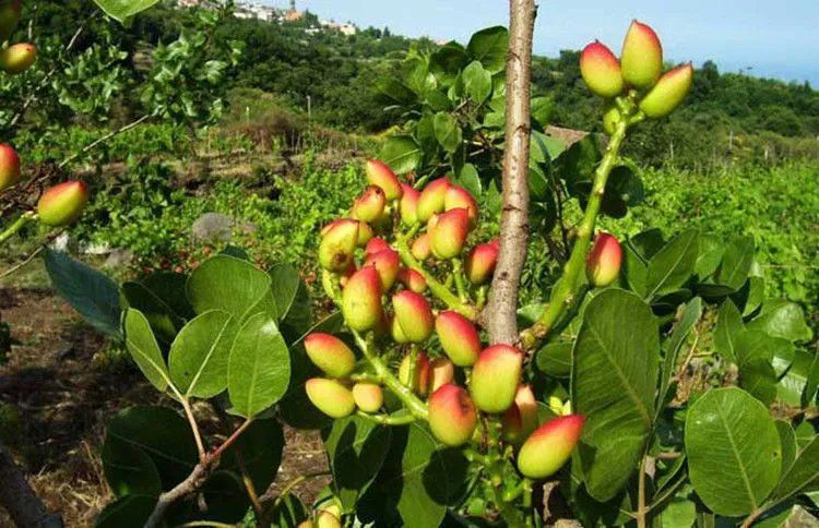 嫁接開心果樹苗南北方種植阿月渾子綠仁開心果苗盆栽地栽當年結果 -量