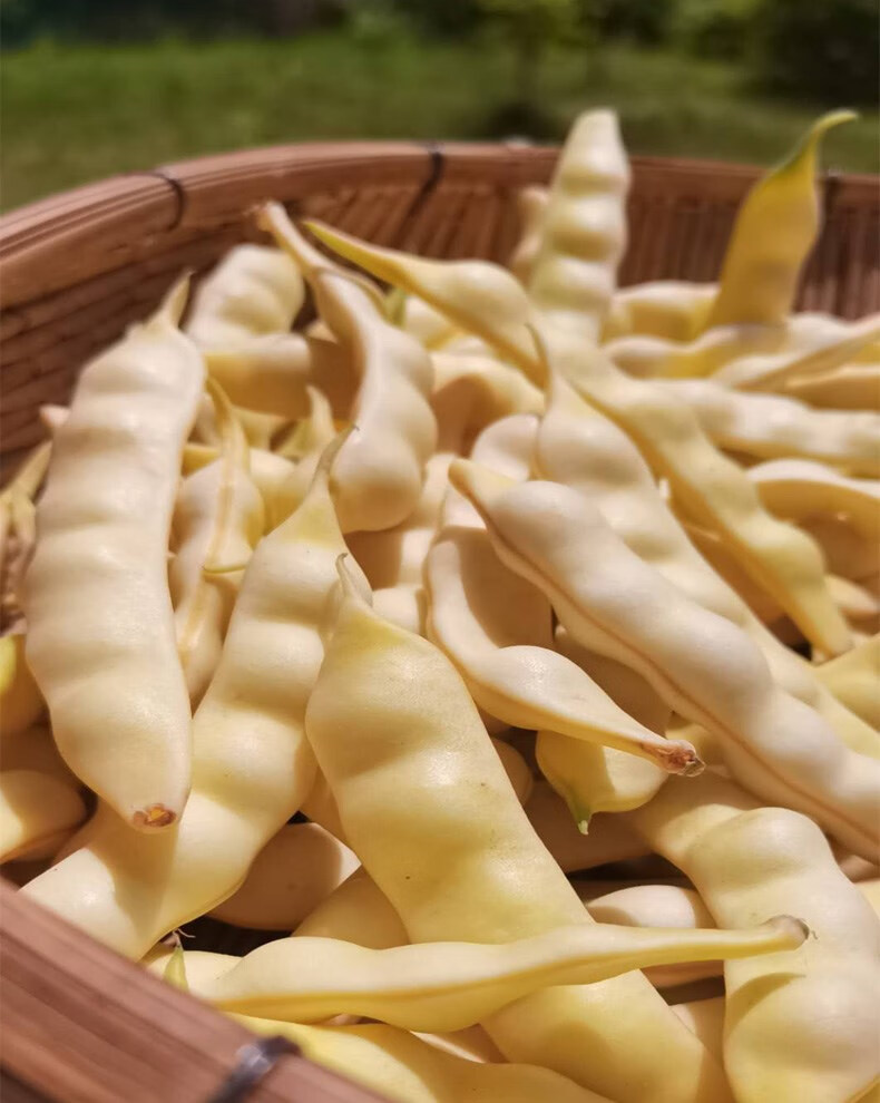 东北新鲜黄豆角勾勾黄油豆角兔子翻白眼黄金勾钩豆角蔬菜现摘 2500g