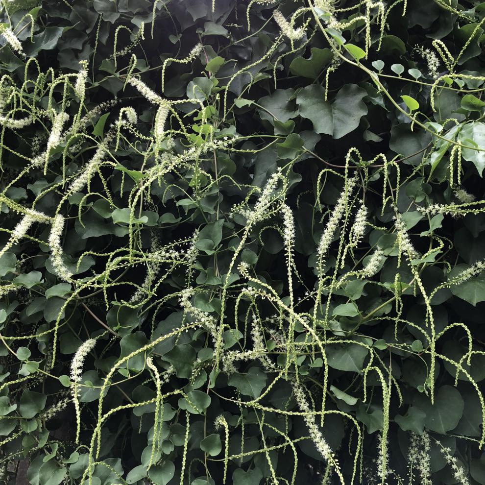 季常青阳台蔬菜爬藤植物花卉绿植庭院植物墙多肉植物 藤三七精选一斤