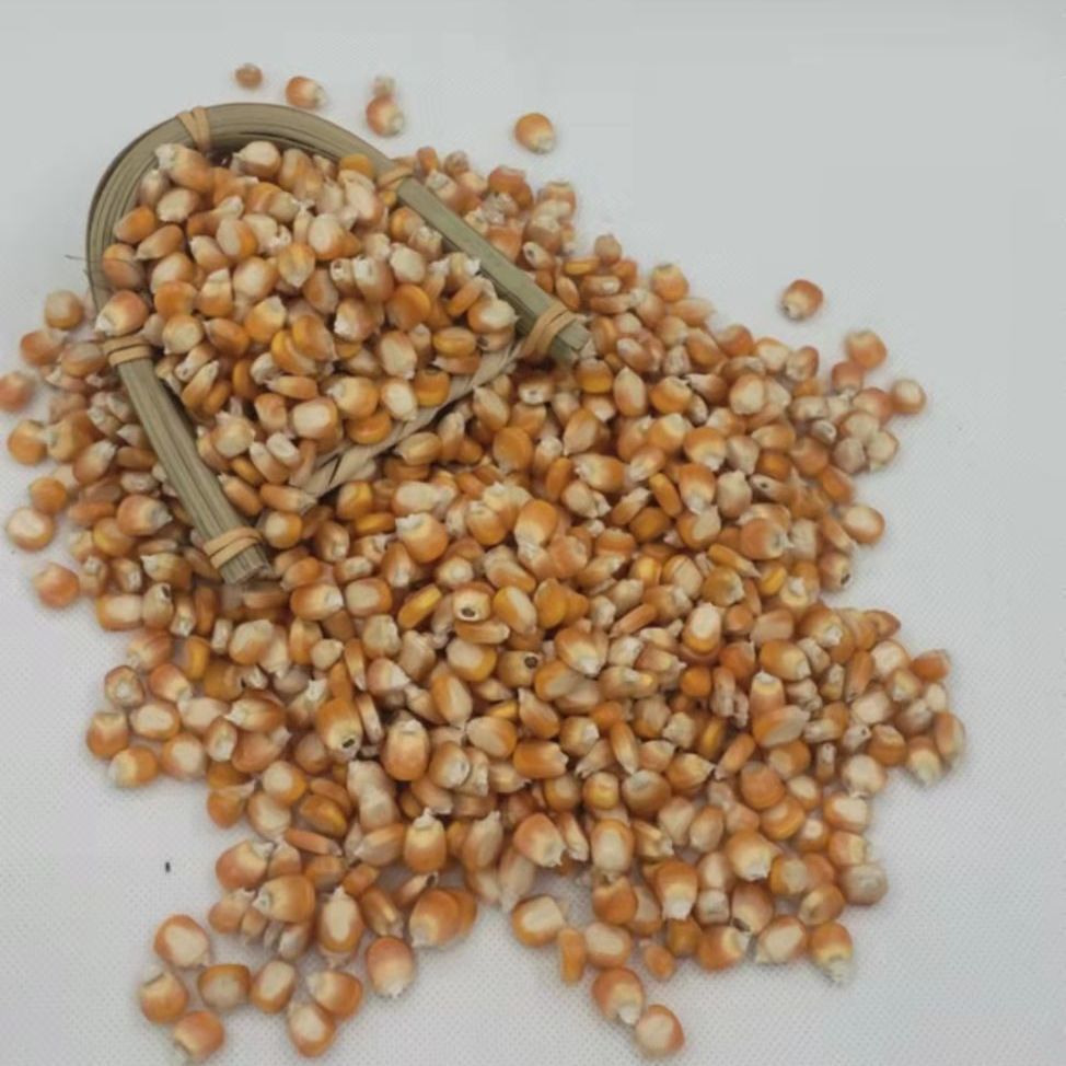 贵州农家种植黄包谷黄玉米家禽喂食包谷饭原料 两斤【图片 价格 品牌