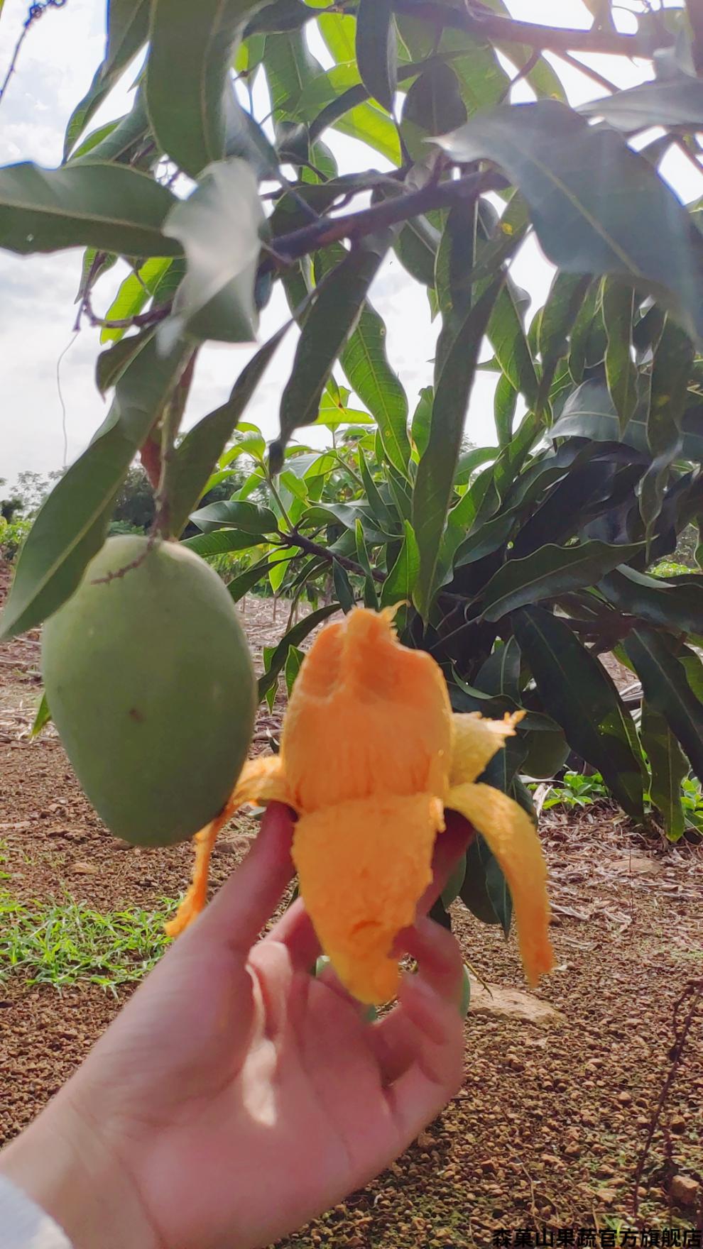 顺丰礼盒覃斗鸡蛋芒果广东湛江雷州覃斗芒果蛋芒装鸡蛋芒果现摘带箱5