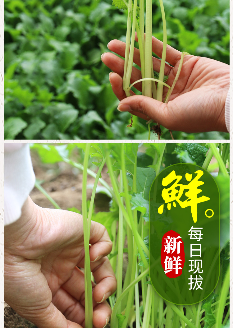 密农人家新鲜花叶苔菜密云农家种植蔬菜300g新鲜花叶苔菜300g