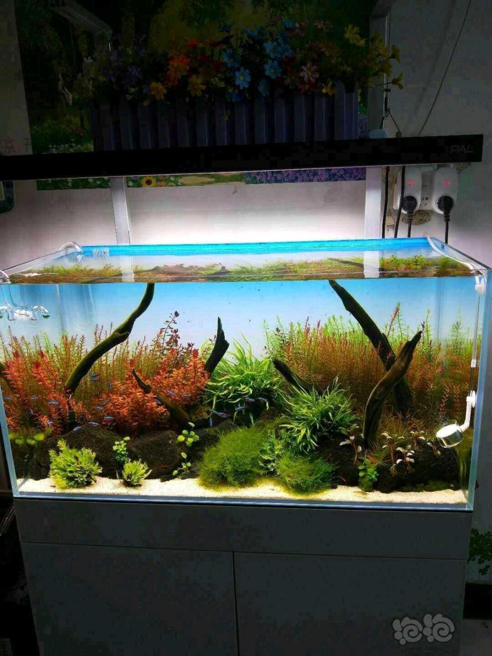 京开【不闪屏 可调节】鱼缸背景纸新款壁纸生态背景贴水草缸背景蓝白