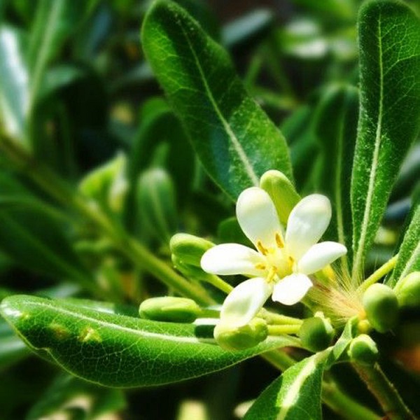 四季常青 七里香球 海桐苗 海桐球 海桐圆球 园林点缀海桐球篱笆 海桐